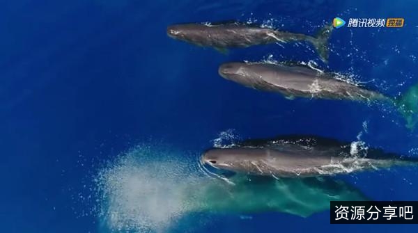 BBC纪录片《蓝色星球.SE1-2》：1080PH265高清原画，阿里云盘/APP可支持倍速播放